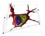 Peering into Living Cells (English Content)