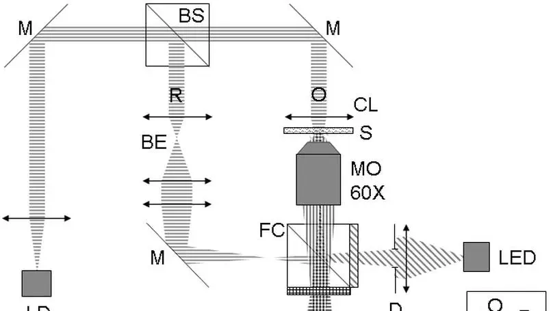 Dual-mode digital holographic and fluorescence microscopy for the study of morphological changes in cells under simulated microgravity