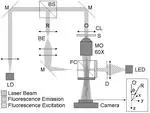 Dual-mode digital holographic and fluorescence microscopy for the study of morphological changes in cells under simulated microgravity