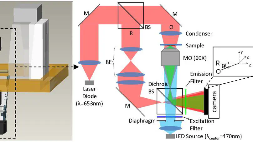 Real Time 3D Cytomorphological Imaging using Digital Holographic Microscopy and Fluorescence Microscopy for Space Biology