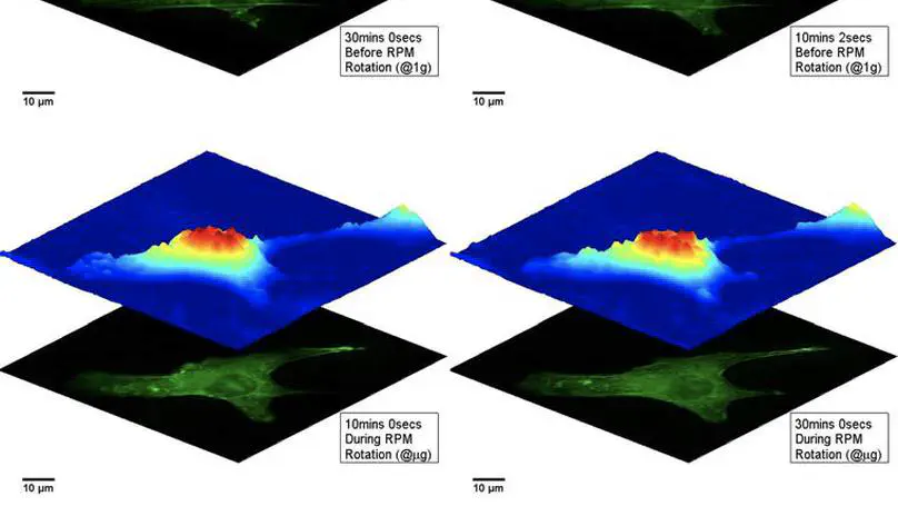 Enhanced robustness digital holographic microscopy for demanding environment of space biology