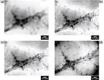 Dealing with reconstructed complex fields in microscopy: Going to the resolution limit and beyond?