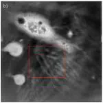 Refractive index tomography of myelinating glial cells