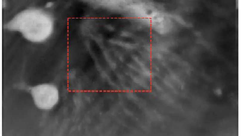 Refractive index tomography of myelinating glial cells