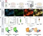 Visualizing hydrogen peroxide and nitric oxide dynamics in endothelial cells using multispectral imaging under controlled oxygen conditions