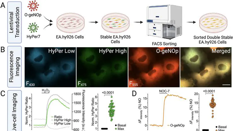 Visualizing hydrogen peroxide and nitric oxide dynamics in endothelial cells using multispectral imaging under controlled oxygen conditions