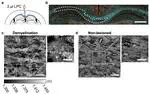 Label-free holotomographic imaging of brain myelin